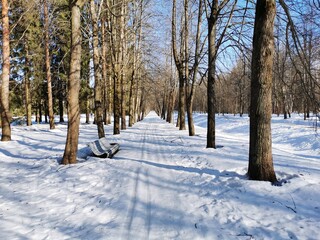 Winter in Pavlovsky Park white snow and cold trees