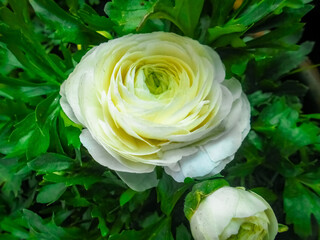 fresh white rose in green leaves. white flowers in the garden