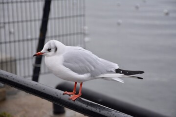 Obraz premium seagull on the pier
