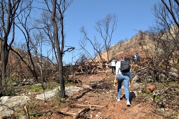 Planting trees in the burnt mountain forest of Marmaris