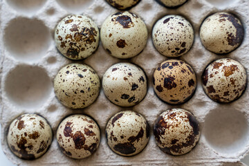 Obraz premium Spotted quail eggs in an egg box on a light background, natural eco-friendly products.