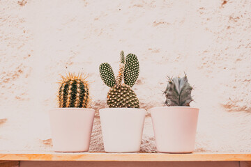 cacti flowers nature and flower background