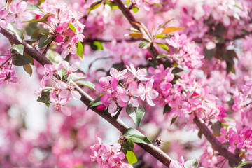 Japanese Flowering Cherry Tree with Blooming Pink Petals