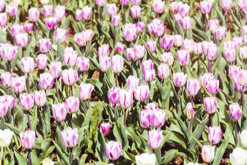 Beautiful Purple and White Tulips Field  in a Spring Blooming  Garden