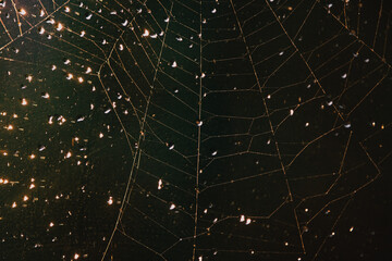 abstract spider net with glowing water drops