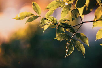fresh green leaves spring background