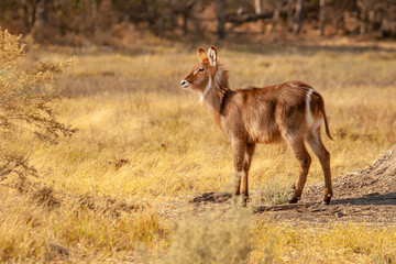Wild Waterbuck / Cobo Meia Lua (Kobus ellipsiprymnus) antelope in Botswana, Africa