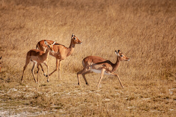 Wild impala antelope in Botswana, Africa