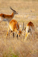 Naklejka premium Wild Red Lechwe Antelope - Kobus leche in its natural environment of the African savannah living in the wild in Botswana, Africa