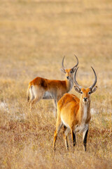 Wild Red Lechwe Antelope - Kobus leche in its natural environment of the African savannah living in the wild in Botswana, Africa