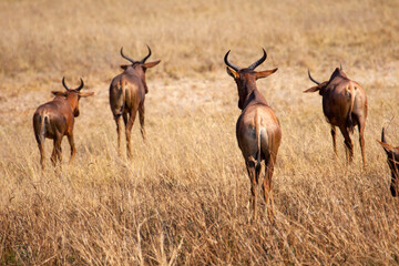 Naklejka na ściany i meble Wild impala antelope in Botswana, Africa