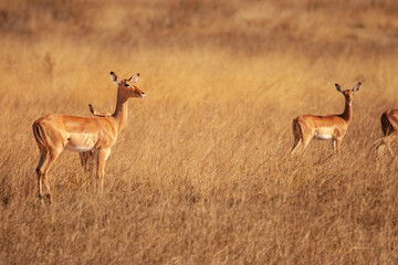 Wild impala antelope in Botswana, Africa