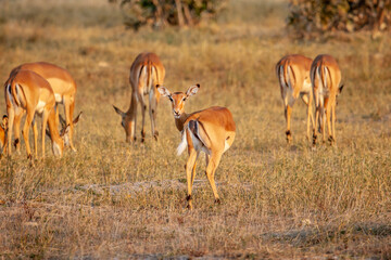 Naklejka premium Wild impala antelope in Botswana, Africa