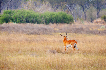Naklejka na ściany i meble Wild Red Lechwe Antelope - Kobus leche in its natural environment of the African savannah living in the wild in Botswana, Africa