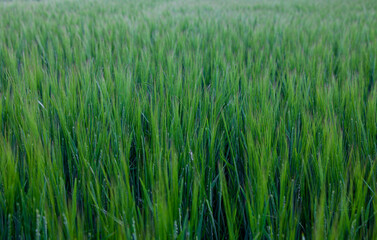 Farm Field of Green Barley