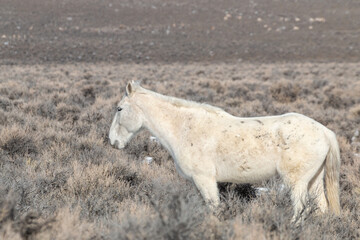Wild Horse in the Idaho High Desert in Winter