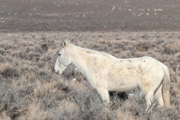 Obraz premium Wild Horse in the Idaho High Desert in Winter