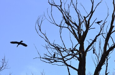 a large black bird in flight