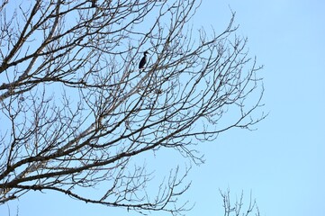 a large black bird on a tree in winter