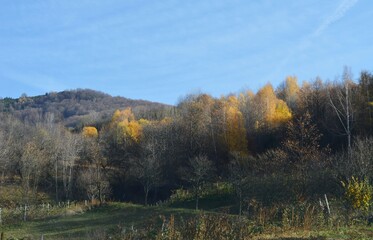forest landscape in autumn colors