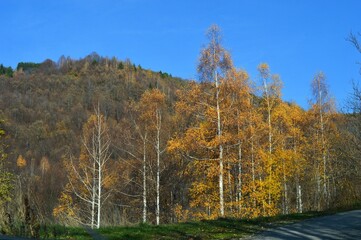 forest landscape in autumn colors