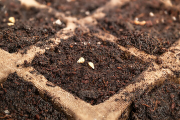 Cheery tomato seeds in plant starter pot tray with soil, close up. Dwarf bush tomato seeds 