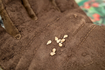 Cheery tomato seeds on hand wearing gardening glove, close up. Dwarf bush tomato seeds 