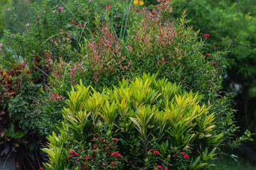 bush with small red flowers