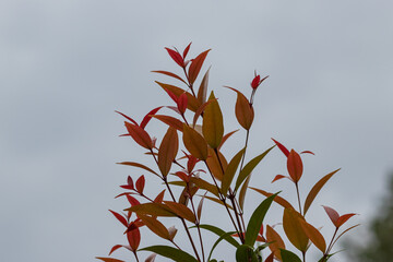 the top of several red-green leaves