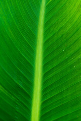 Green palm leaf with water drops.