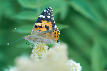 Obraz premium peacock eye on green leaves background. Sunny, summer day. There is space for text. Peace, love concept