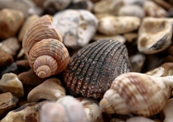 Sea shells and pebbles
