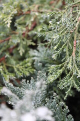 Unedited nature closeups. Pure depictions of plants and insects. Soft and clean.