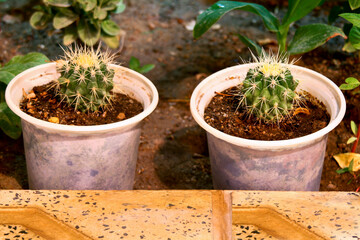 cactus in a pot