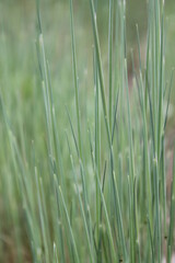 Unedited nature closeups. Pure depictions of plants and insects. Soft and clean.