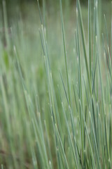 Unedited nature closeups. Pure depictions of plants and insects. Soft and clean.