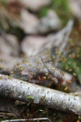 Unedited nature closeups. Pure depictions of plants and insects. Soft and clean.