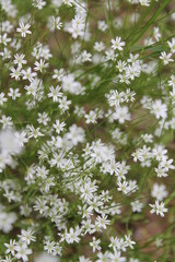 Unedited nature closeups. Pure depictions of plants and insects. Soft and clean.