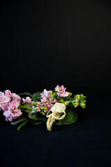 A muskrat skull sits amongst a bed of pink delphinium flowers on a black background.