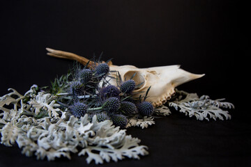 A young deer skull with antlers sits on a bed of blue thistle flowers and silver ragwort leaves. 