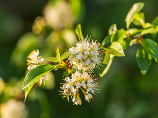 White cherry flowers. The branches of a blossoming Cherry tree with white flowers.