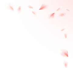 Pink flying petals isolated on light peach pink gradient background. Cherry blossom. Frame. Vector