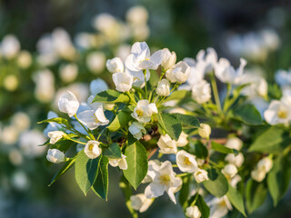 White blossoming apple trees. White apple tree flowers