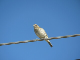 Sicalis flaveola Ave Pajarito