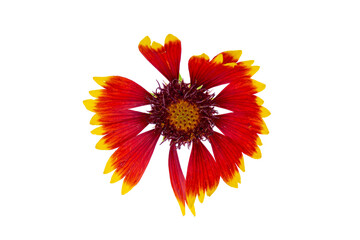 yellow black red cockade blanket flowers isolated on white background