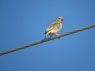 Sicalis flaveola Ave Pajarito