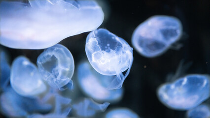 jellyfish in the water