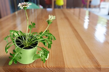 A flower and leaves in a flower pot on the windowsill in the house. Care of a houseplant. Home garden. Room interior decoration.