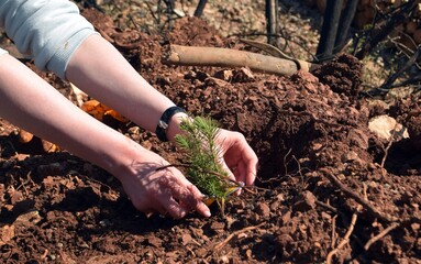 Planting trees in the burnt mountain forest of Marmaris