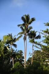 Fototapeta na wymiar Tall Palm Trees against blue sky